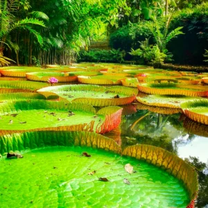 Reserva Flor de Loto, Amazona, Colombia