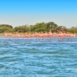 Santuario de Fauna y Flora los Flamencos, Guajira, Colombia